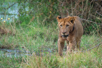 A lion cub is slowly walking through a vast field, Akagera National Park Rwanda