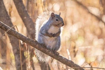Obraz premium Squirrel chilling on a branch in the Autumn