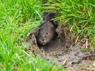 Watrer Vole Feeding  From a Burrow