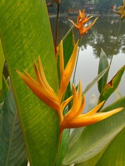 Parrot flower in nature. Parakeet flora closeup in botanical garden. Heliconia blossom on green nature. 