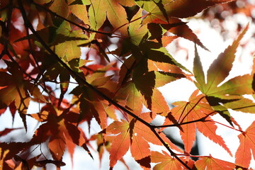 紅葉