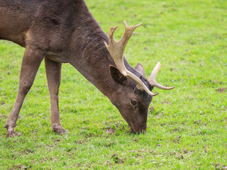 Fallow Deer With a Broken Antler