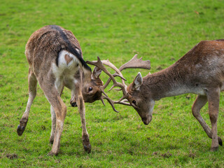 Young Fallow Deer Bucks Practising Fighting