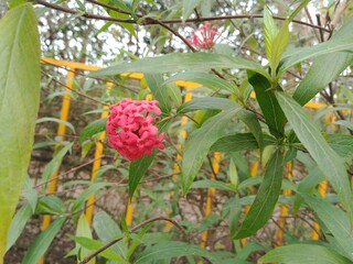 Panama rose red flora in botanical garden. Rondeletia leucophylla flowers in nature.  Panama rose blossoms on green nature. 
