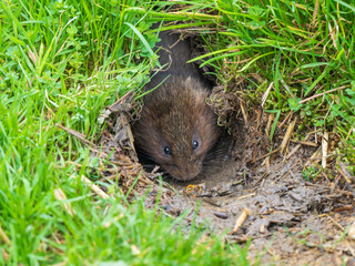 Watrer Vole Feeding  From a Burrow
