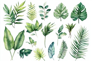 Fototapeta premium tropical botanical illustration, watercolor tropical plant leaves isolated on white background hand-drawn botanical painting for design purposes