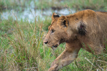 A lion cub is slowly walking through a vast field, Akagera National Park Rwanda