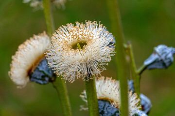 Eukalyptus-Blüten