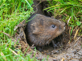 Watrer Vole Feeding  From a Burrow