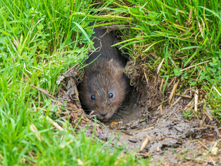 Watrer Vole Feeding  From a Burrow