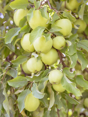 Green Apple Harvest on Tree Branch Nature Raw Food Fruit Background