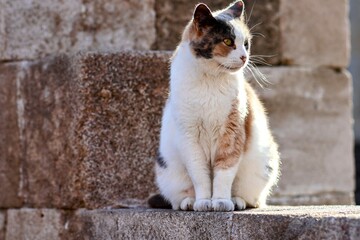 Stra&szlig;entiere in Griechenland