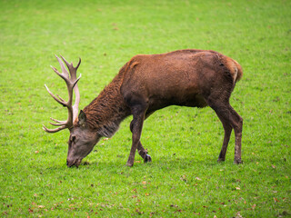 Reed Deer Stag Feeding on Grass