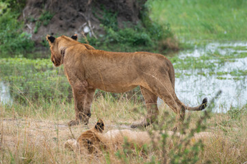 Three lion cubs walk in the grass, Akagera National Park Rwanda