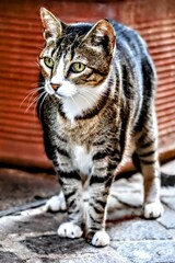 Straßentiere in Griechenland