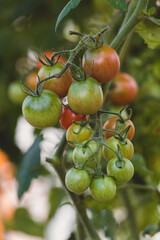 Organic Vegetables Green and red cherry tomatoes grow on a vine