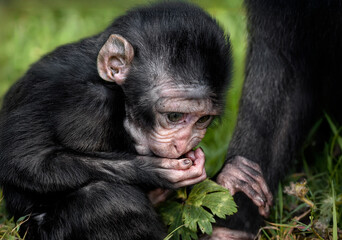 A close up of a baby Celebes crested macaque holding on to its mother