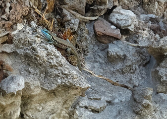 Iranolacerta brandtii on rocks. Illustration of a blue-headed lizard. Also commonly known as Brandt's Persian lizard, it is a blue-headed lizard in the family Lacertidae.