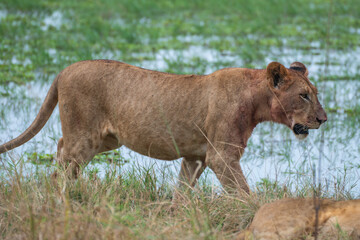 A small lion cub is resting beside a body of water, Akagera National Park Rwanda