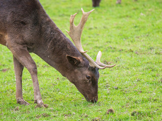 Fallow Deer With a Broken Antler