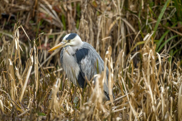 grey heron, fishing in a lake, close up, in the uk in winter
