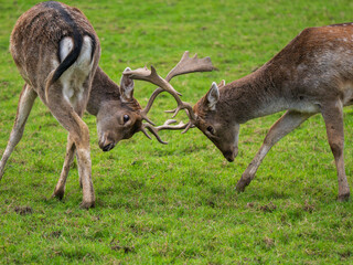 Young Fallow Deer Bucks Practising Fighting