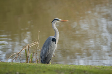 grey heron, fishing in a lake, close uo, united kingdom