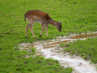 Young Juvenile Fallow Deer Crossing Water