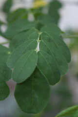 Moringa leaves