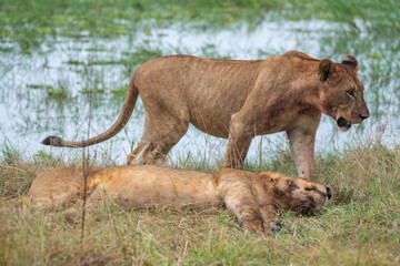A pair of majestic lions standing proudly in a field, Akagera National Park