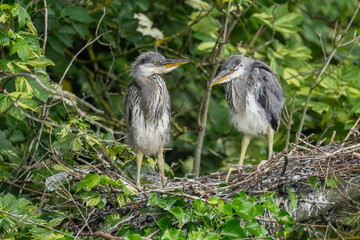 grey heron babies fighting and playing in their nest, close up