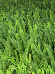 Closeup Group of Green Boston Fern Leaves Field Garden Totally Green without Brown Leaf Background Wallpaper Pattern Vertical Portrait