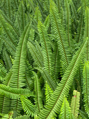 Closeup Group of Green Boston Fern Leaves Field Garden Totally Green without Brown Leaf Background Wallpaper Pattern Vertical Portrait
