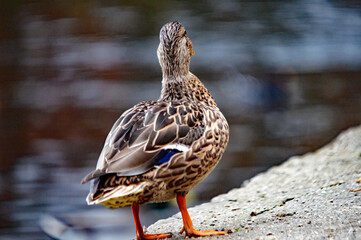 Stockente am Gewässerrand im Morgenlicht