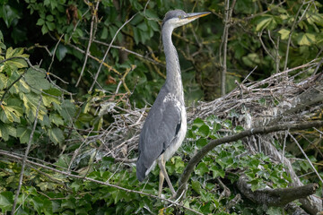 grey heron chick exploring around its nest