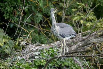 grey heron chick exploring around its nest