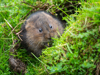 Water Vole Feeding From a Burrow