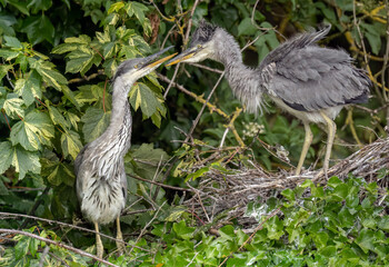 grey heron babies fighting and playing in their nest, close up