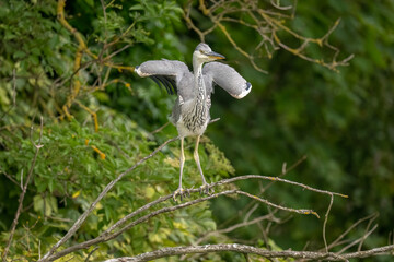 grey heron chick standing on a branch near its nest, close up