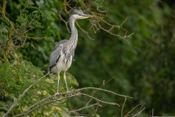 grey heron chick standing on a branch near its nest, close up