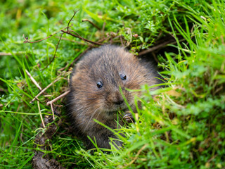 Watrer Vole Feeding  From a Burrow