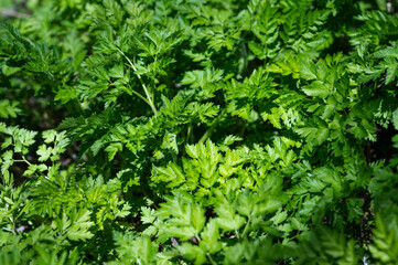 Thickets of green elderberry plant