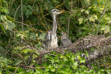 grey heron baby in the nest