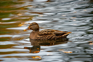 Einzelne Ente im Teich mit Spiegelung