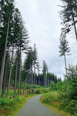 Peaceful Forest Pathway Surrounded by Tall Pine Trees in a Serene Natural Landscape