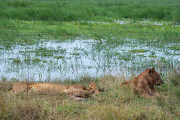 Pride of lions resting in tall grass by a tranquil water, Akagera National Park