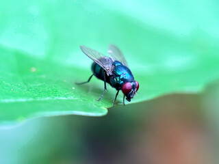 Close up of flies in green leaves, blue bottle fly (Calliphora vomitoria)