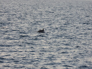Fototapeta premium dolphins swimming in the Adriatic sea