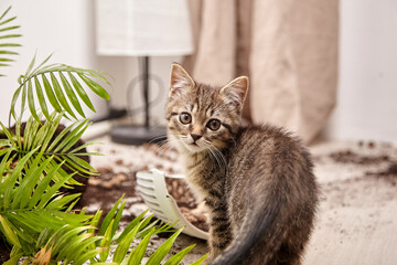 Tabby kitten with wide, curious eyes stands near broken flower pot, with soil and green leaves...