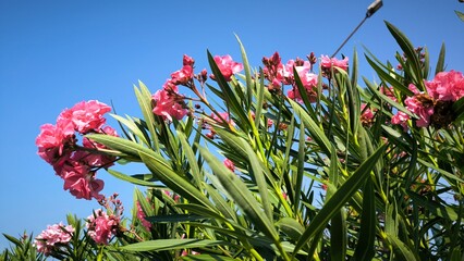 branches of colorful blooming oleanders in sunlight